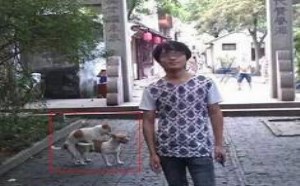 两只狗狗爱爱，这才是抢镜头的最高境界