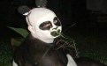 国家一级保护动作熊猫现身咯