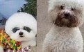 主人给我装扮一番，你就不认识我了