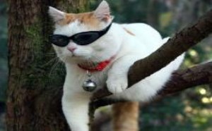 小猫咪也好色，爬上树打望美女！