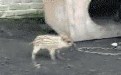 胆小狗还怕小猪 笑死人的图片