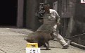 摄像师被野猪追得到处跑