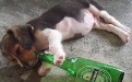 这酒真好喝，再给我来一瓶!