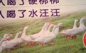 无节操鹅餐馆标语:男人喝了硬梆梆 女人喝了水汪汪 无节操鹅餐馆标语:男人喝了硬梆梆 女人喝了水汪汪