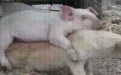 骚猪，你这样是想跟狗交配吗？