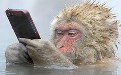 自然传奇图片:猴子都跟上人类时代的步伐了 自然传奇图片:猴子都跟上人类时代的步伐了