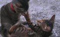 猫咪之间也需要打情骂俏秀恩爱