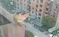 110吗这里发现了一只跳楼鸡 快来救援