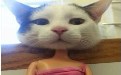 猫咪版的芭比娃娃 真是太可爱了