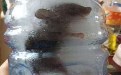生命力顽强的老鼠 据说等冰块化了 老鼠还能复活? 生命力顽强的老鼠 据说等冰块化了 老鼠还能复活?