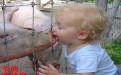 熊孩子与猪亲密接触爆笑亲嘴图片