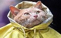 猫星人进军时尚界 圈粉无数