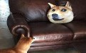 新制的狗狗玩具 以后再也不用担心没伙伴陪了