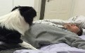 能得到狗狗无节操的爱也是种享受