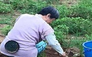 坡上干农活农民的辛酸泪！蚊子也跟着遭殃！