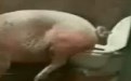 聪明的猪搞笑图片:这年头猪都知道在马桶上上厕所啦 聪明的猪搞笑图片:这年头猪都知道在马桶上上厕所啦