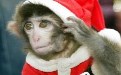 可爱的圣诞猴子萌萌哒搞笑图片