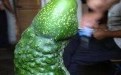 黄瓜成精图片：自带振动颗粒