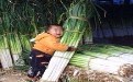 涨见识啦！居然有这么大的葱葱