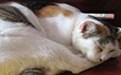慵懒的猫咪图片：我的工作每天就是睡觉