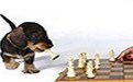 主人你只知道研究下棋不陪我玩，我就捣乱！！