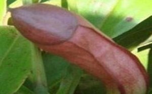 邪恶植物图片：让人看了脸红害羞不好意思