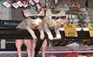 两只带着眼镜打望美女的猪
