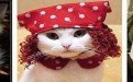 明星家的可爱猫咪照片大全