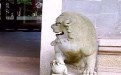 大门外两只对望的石狮搞笑图片 大门外两只对望的石狮搞笑图片