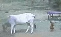 你敢来抱我，看我的秀腿给你来一招
