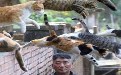 如猛虎般前进的一群喵星人 让大哥动都不敢动 如猛虎般前进的一群喵星人 让大哥动都不敢动