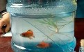 用纯净水来养金鱼是不是有些奢侈