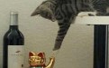 招财猫，我们交个朋友吧！