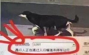社会百态图片：尼玛这也算行人，今天这违章真是日了狗