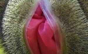 请教：有谁认识如此邪恶的神物？
