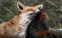 黄鼠狼都可能爱上鸡，我们也要相信爱情