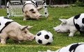 一群猪猪玩踢足球比赛搞笑图片！