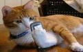 这年头猫星人都能用手机上网啦，惊呆
